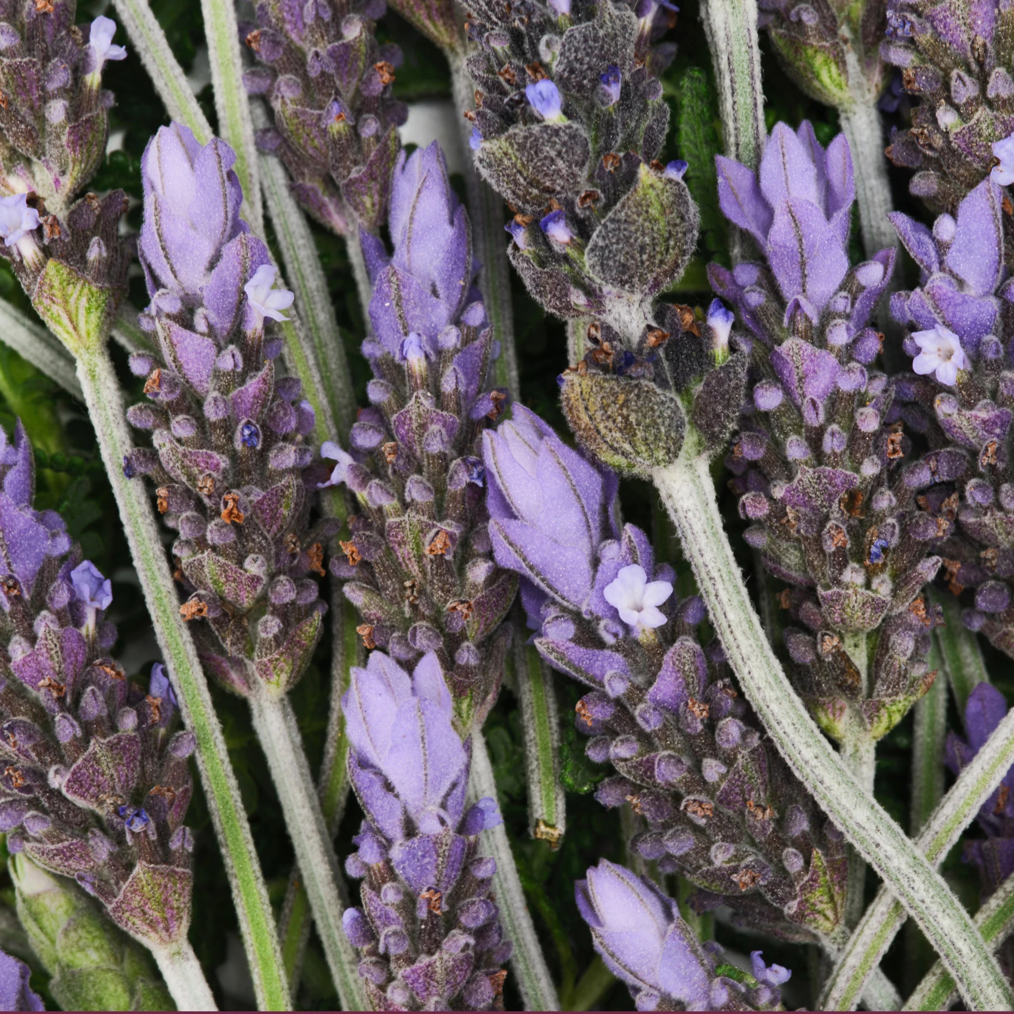Lavender - Pure-Castile Magic Bar Soap - Image 7